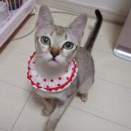 甘えた♪シンガプーラ♪ルビーちゃん １歳