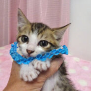 なれなれ♪茶キジトラ★ミッキーくん ２ヵ月弱