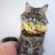 おだやか♪長毛ブリティッシュMIX★エリーちゃん2歳