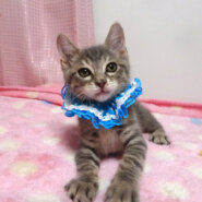 なれなれ♪パステルグレーキジ★優(ゆう)くん2ヵ月