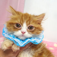 なれなれ♪長毛エキゾチック★ルイくん 2ヵ月