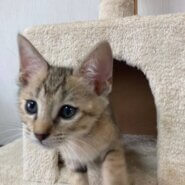 控えめで賢くて可愛いサビタビーのえむ！