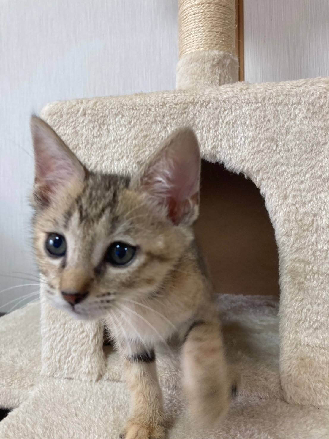 控えめで賢くて可愛いサビタビーのえむ！