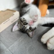 コアちゃん里親決定！