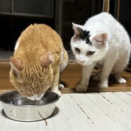 保護ねこ総勢35頭の譲渡会【猫の駅】