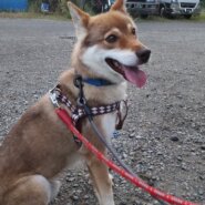 加西市にて保護されました。6歳男の子