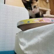 可愛いすずちゃん