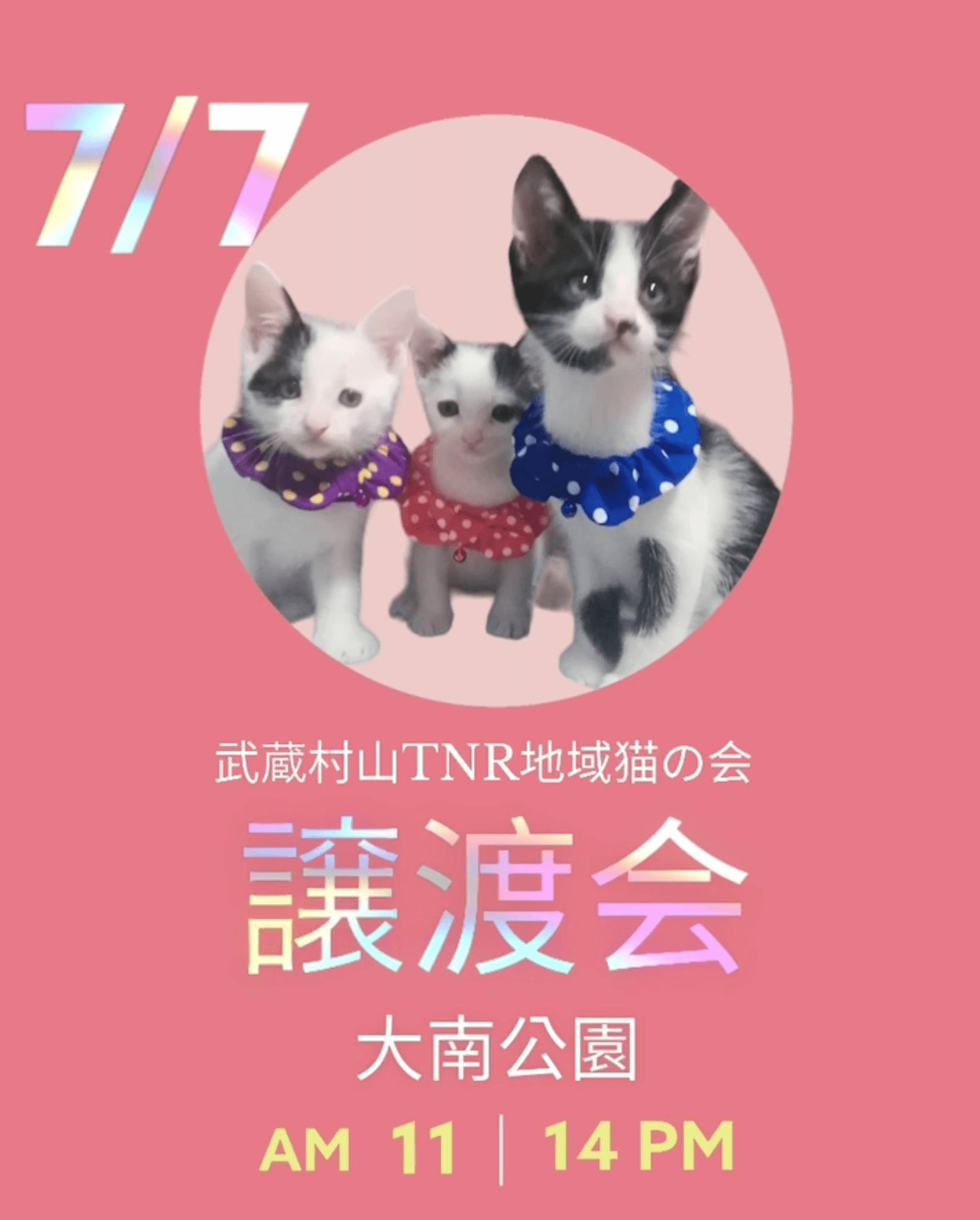 ★保護猫譲渡会in大南公園★