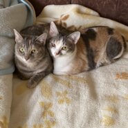 おっとり仲良し姉妹猫　さいたま市