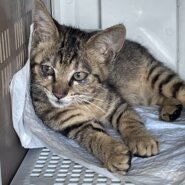 最後約２ヶ月の子猫(男の子)