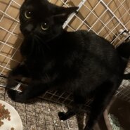 ちょっと怖がりさんだけど甘えん坊 きなこ