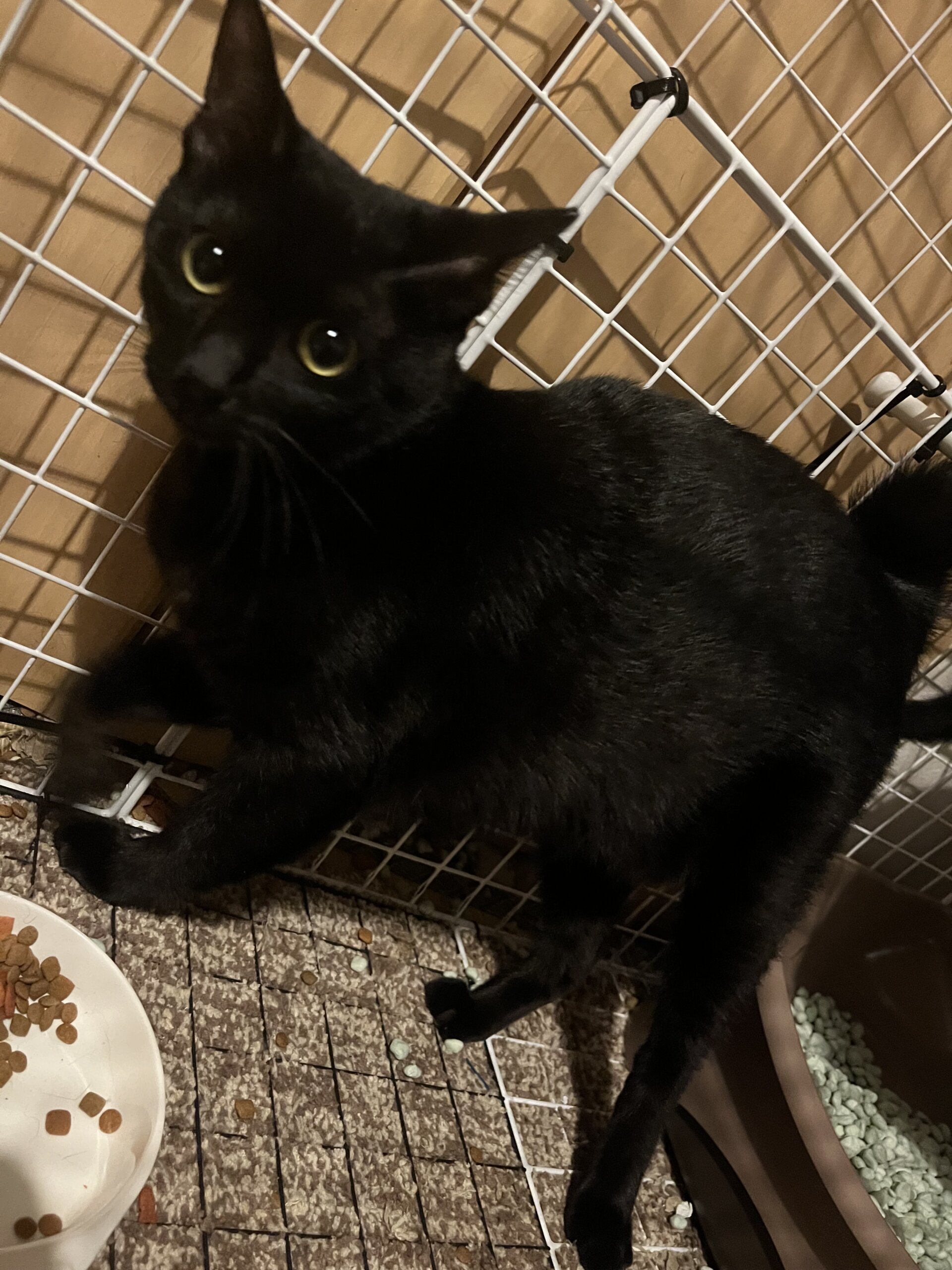 ちょっと怖がりさんだけど甘えん坊 きなこ