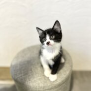 カイくん里親決定！