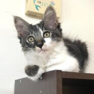 【里親様決まりました】黒縞×白 長毛の男の子