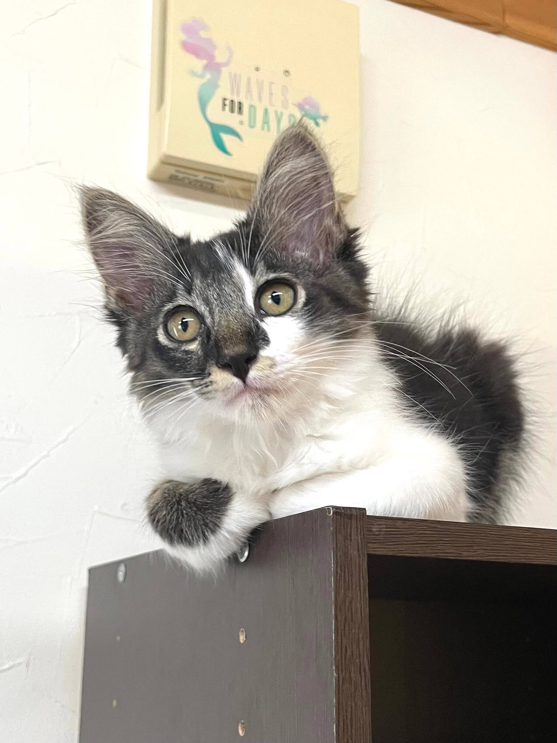 【里親様決まりました】黒縞×白 長毛の男の子