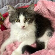 【里親様決まりました】黒×白の長毛の女の子