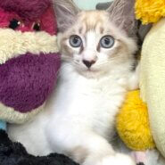 【トライアル中】シャム系の中毛の女の子