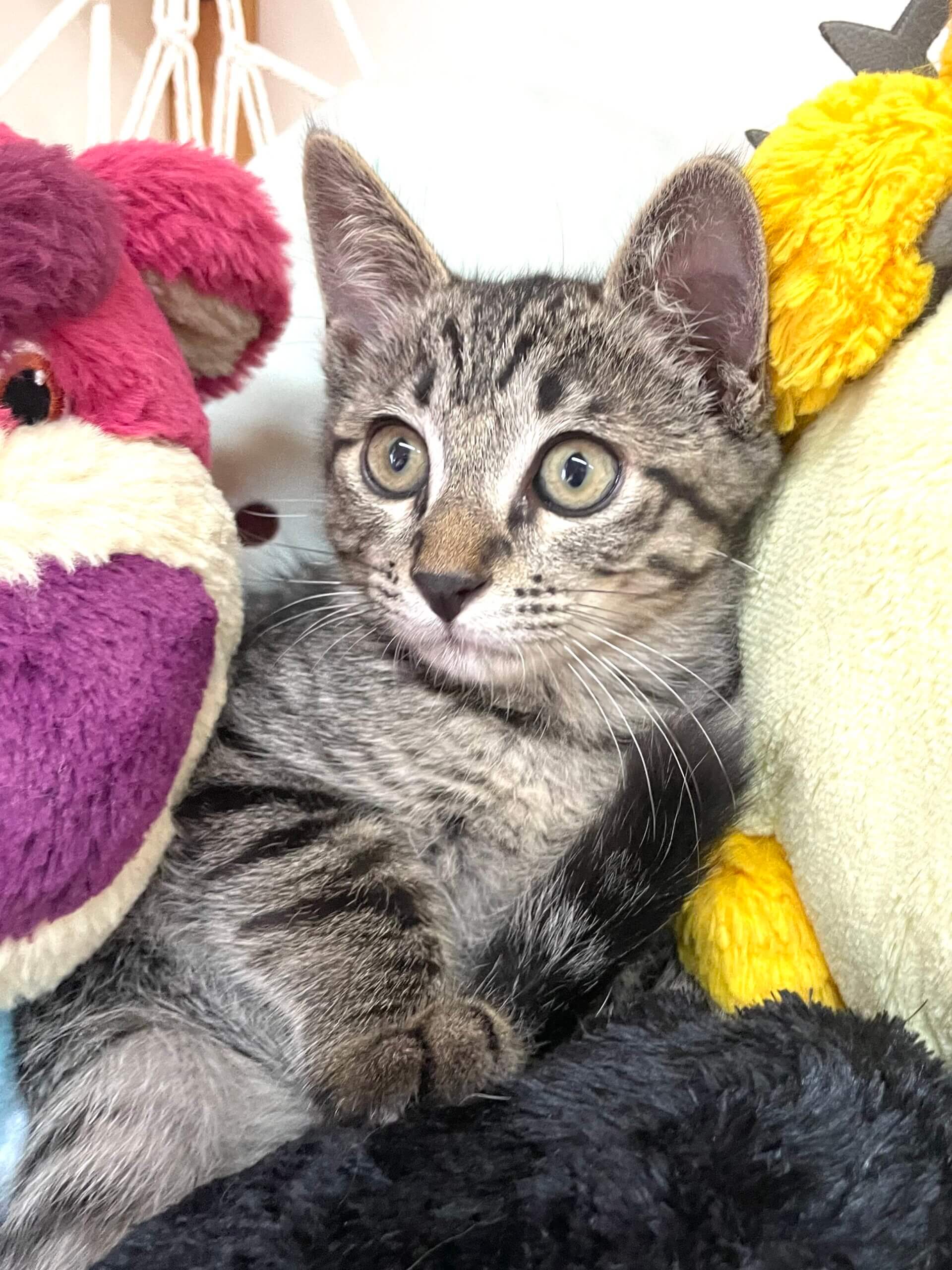 【里親様決まりました】サバトラの男の子