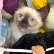 【里親様決まりました】シャム柄の女の子