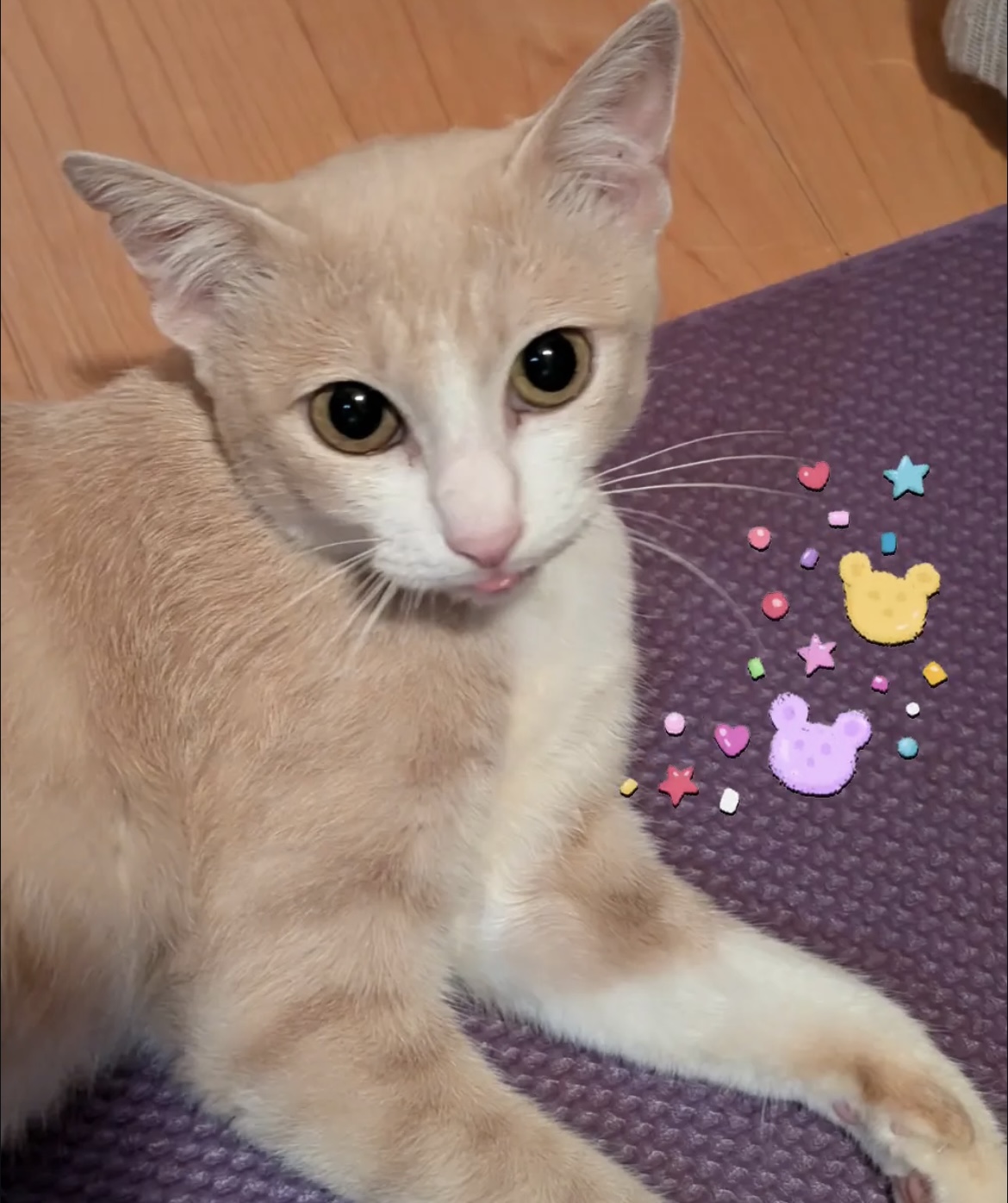 ソナちゃん里親決定！