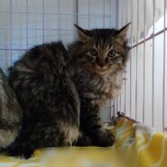 ★大阪府堺市里親会参加猫★マヌルくん★1歳の男の子