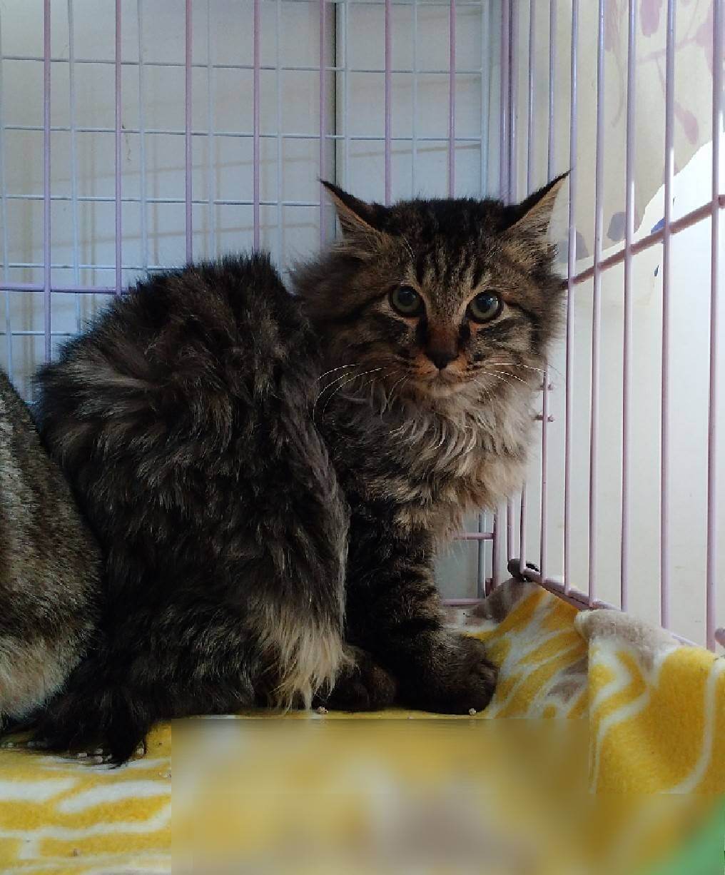 ★大阪府堺市里親会参加猫★マヌルくん★1歳の男の子