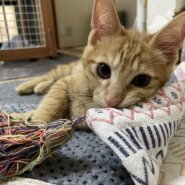 子猫のかぶきちーくん（茶トラの男の子）