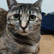 【譲渡決定】小麦：控えめだけども実は甘えたい！