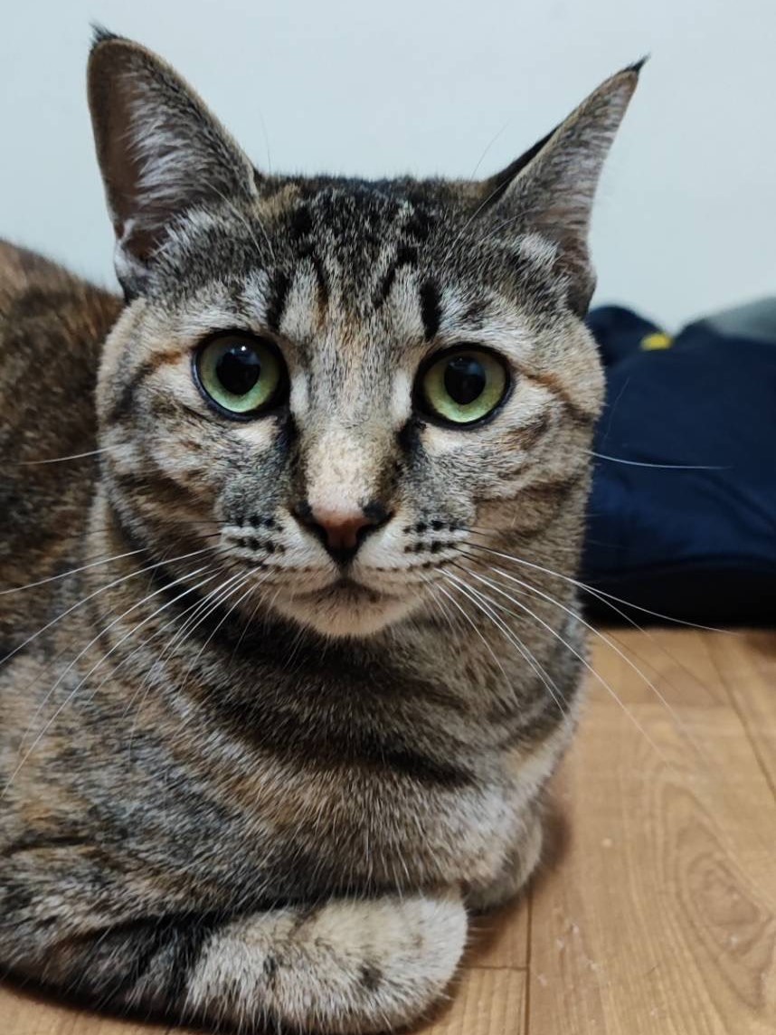 【譲渡決定】小麦：控えめだけども実は甘えたい！