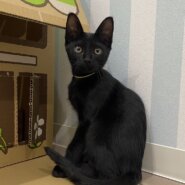 【正式譲渡】寛（かん）：膝乗りの甘えん坊男子