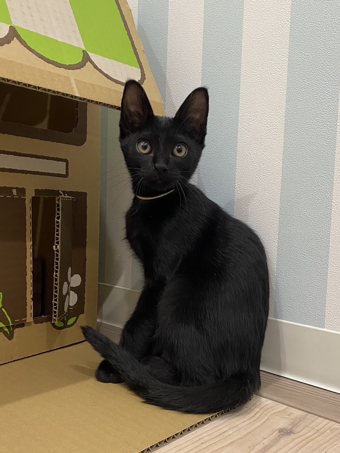 【正式譲渡】寛（かん）：膝乗りの甘えん坊男子