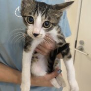 【譲渡決定】 藤：スリゴロにゃ～～ん♡