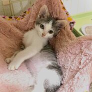 in岡崎市☆子猫たくさん！保護猫をオウチに迎えよう☆2024年7月20日(土)～ 非営利団体「ちーむ にゃいんず」