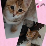 梅雨時期に保護した子猫