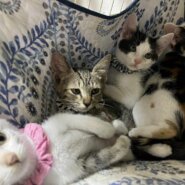 in春日井市☆子猫が沢山！保護猫をオウチに迎えよう☆2024年7月27日（土）～ 非営利団体「ちーむ にゃいんず」