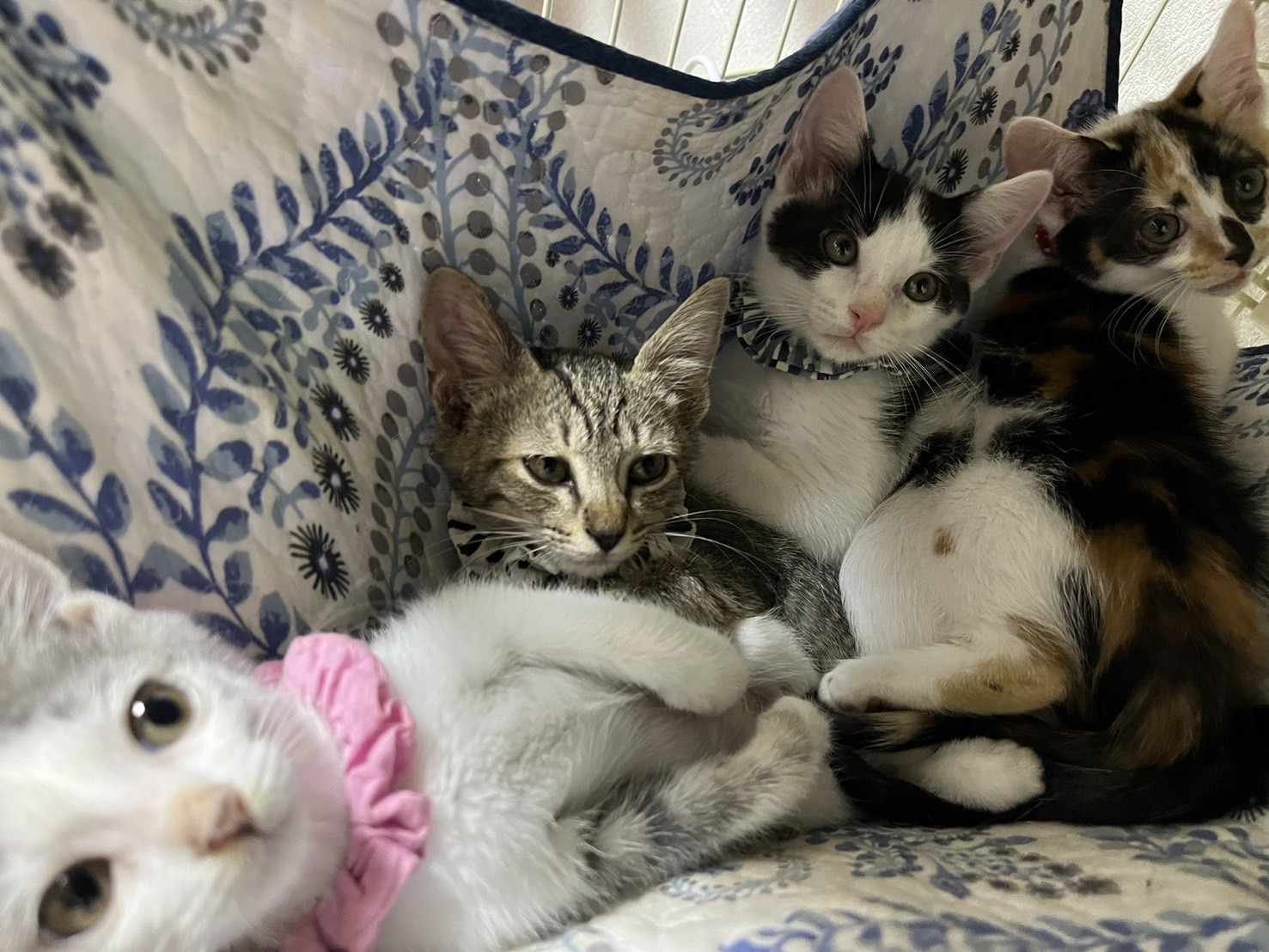 in春日井市☆子猫が沢山！保護猫をオウチに迎えよう☆2024年7月27日（土）～ 非営利団体「ちーむ にゃいんず」