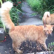 【去勢済】控えめなキナモコくん