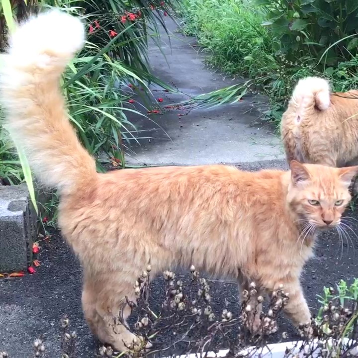 【去勢済】控えめなキナモコくん