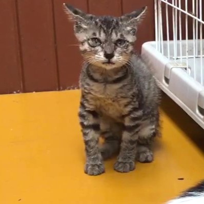 スリムで元気なサバキジちゃん