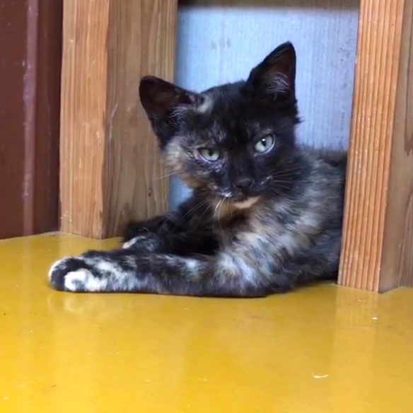 控えめで食欲旺盛のサビ黒ちゃん