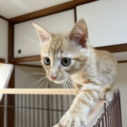 子猫のラッキーくん（茶トラの男の子）