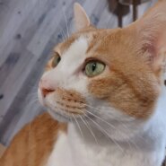 【譲渡決定】だんち：内気だけどとってもかわいい！