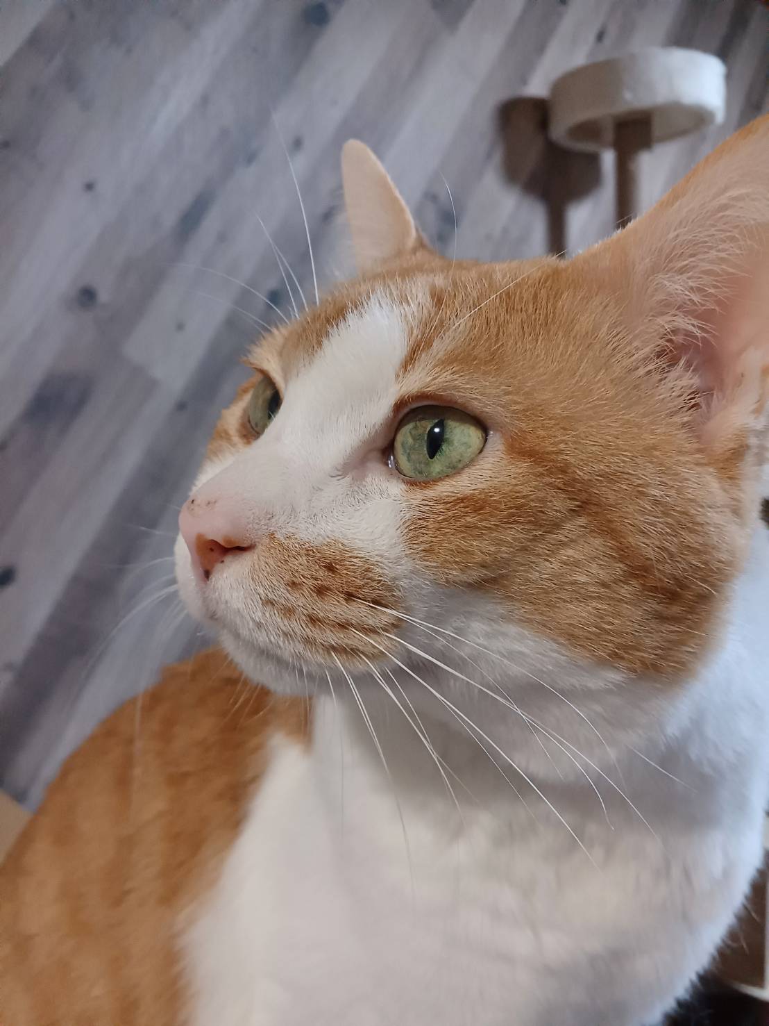 【譲渡決定】だんち：内気だけどとってもかわいい！