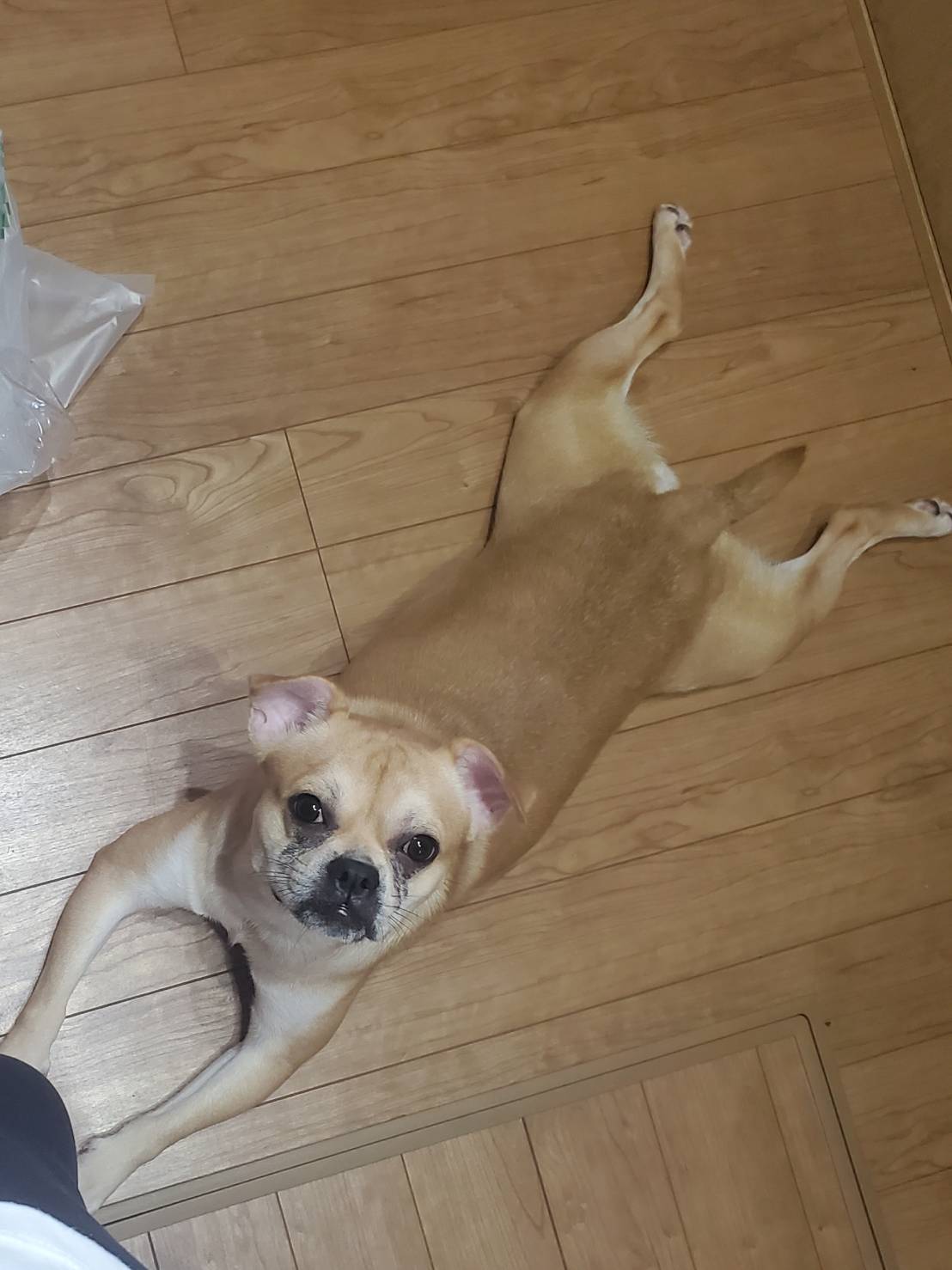 【ほぼ里親様決定しました】２才の男の子です【引き渡し完了後消去します】