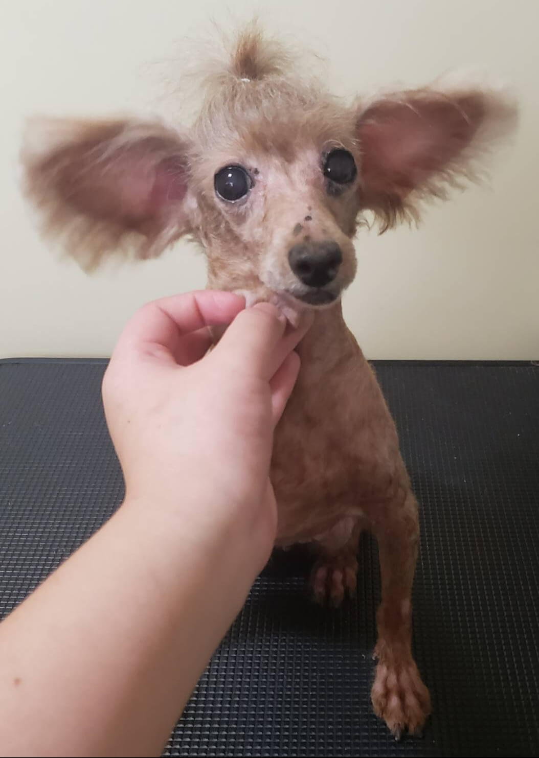 なつみちゃん♀️(トイプードル)