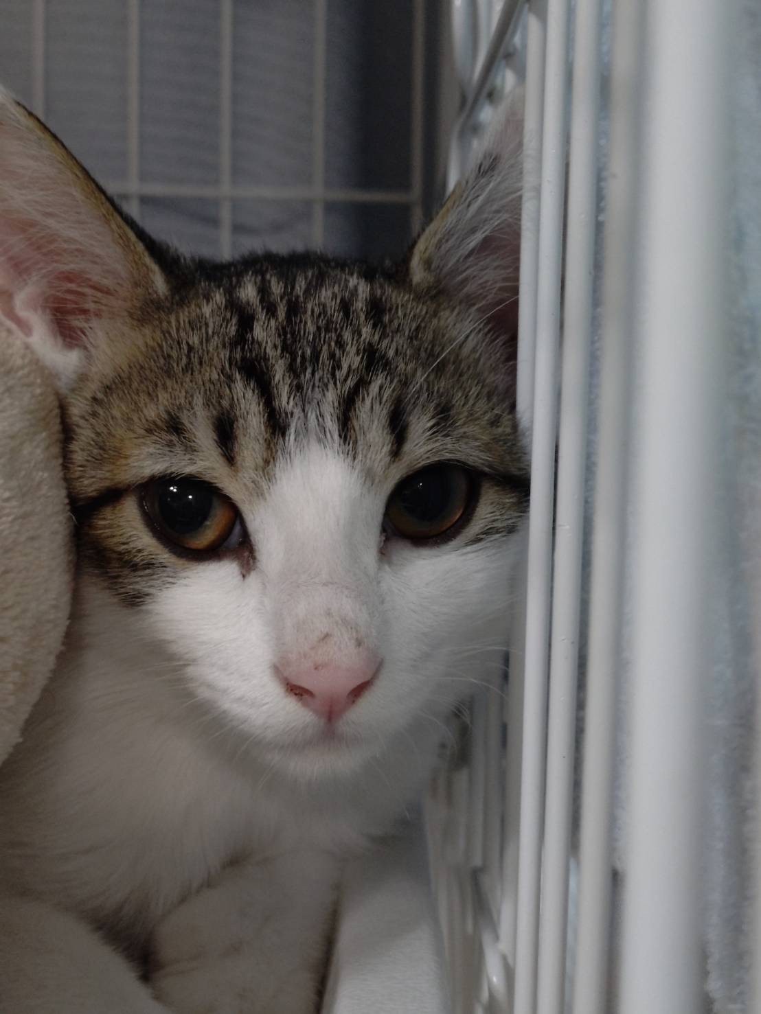 ルックスも性格も可愛いキジ白のノア！