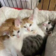 in江南市☆子猫たくさん！保護猫をオウチに迎えよう☆2024年8月11日（日）～ 非営利団体「ちーむ にゃいんず」
