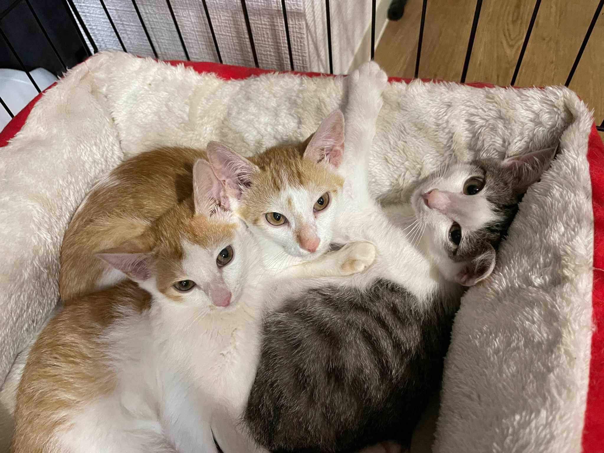 in江南市☆子猫たくさん！保護猫をオウチに迎えよう☆2024年8月11日（日）～ 非営利団体「ちーむ にゃいんず」