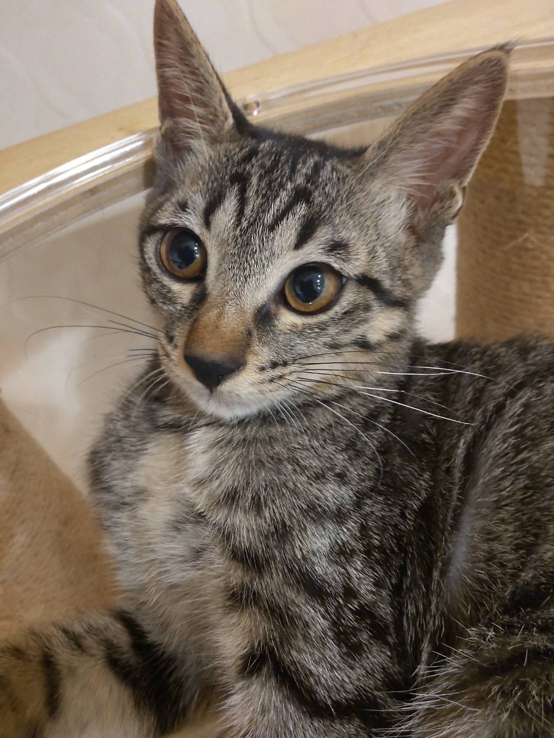 【譲渡決定】ラム：おてんば娘！だけどさみしんぼう