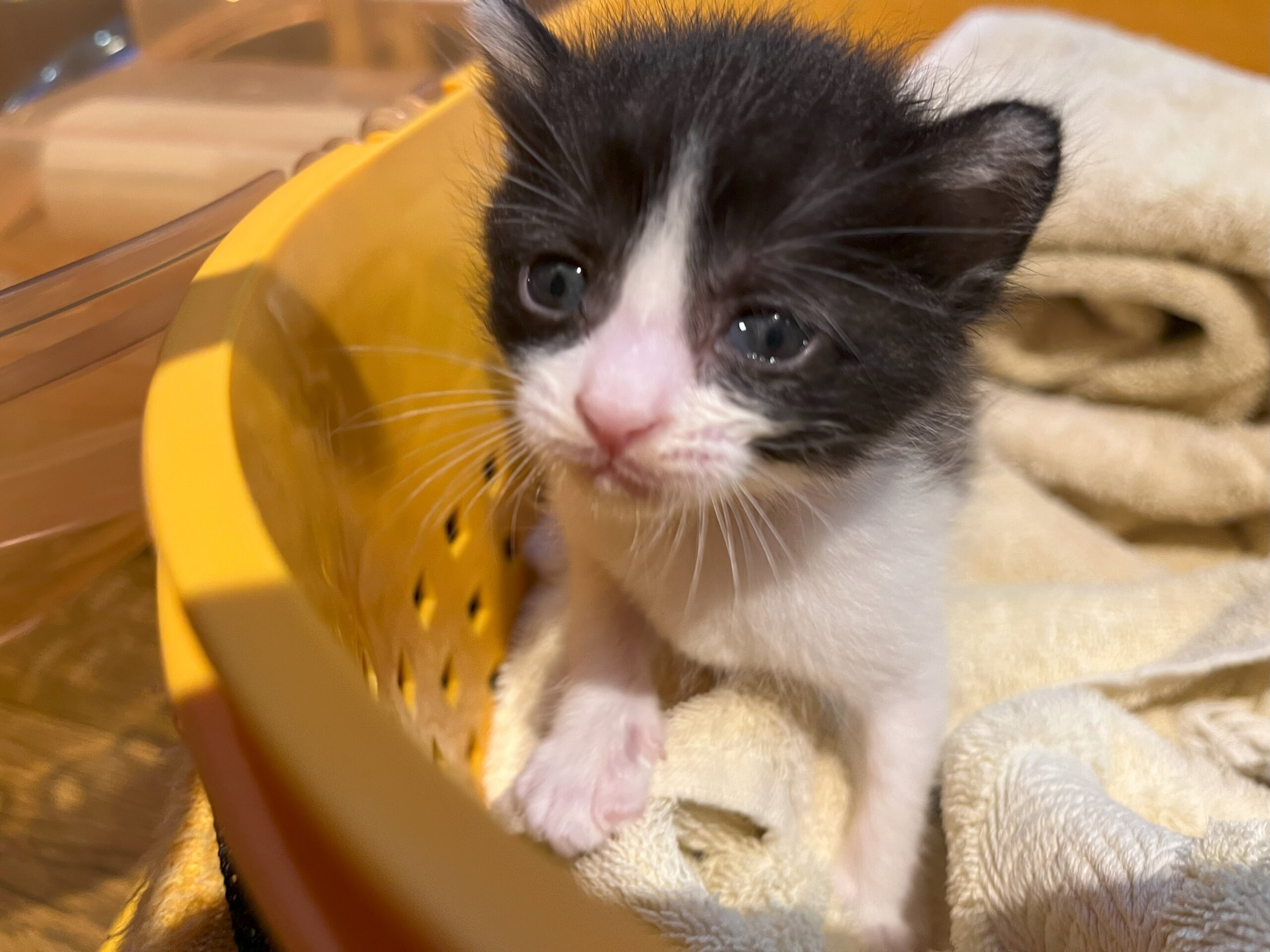 【譲渡決定】ささも：元気いっぱい！